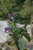 Solanum kitagawae