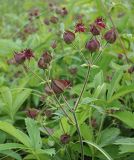 Comarum palustre