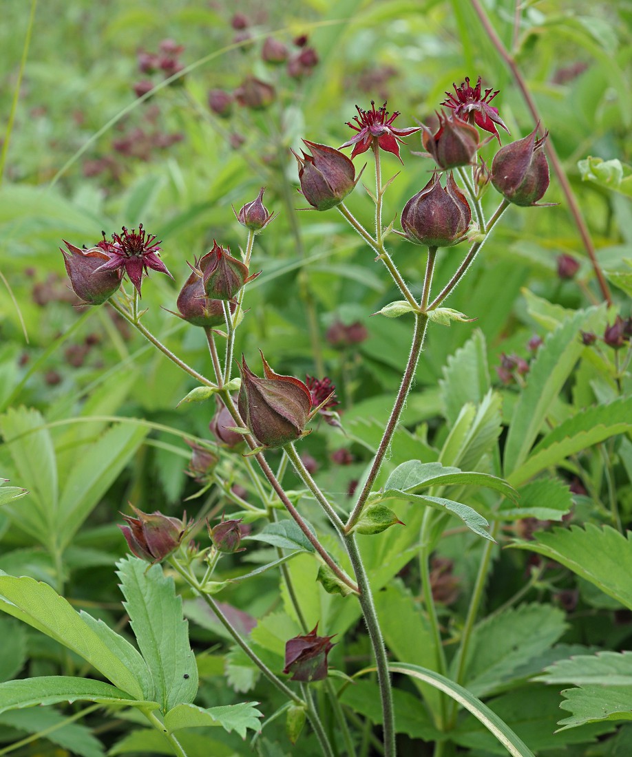 Image of Comarum palustre specimen.