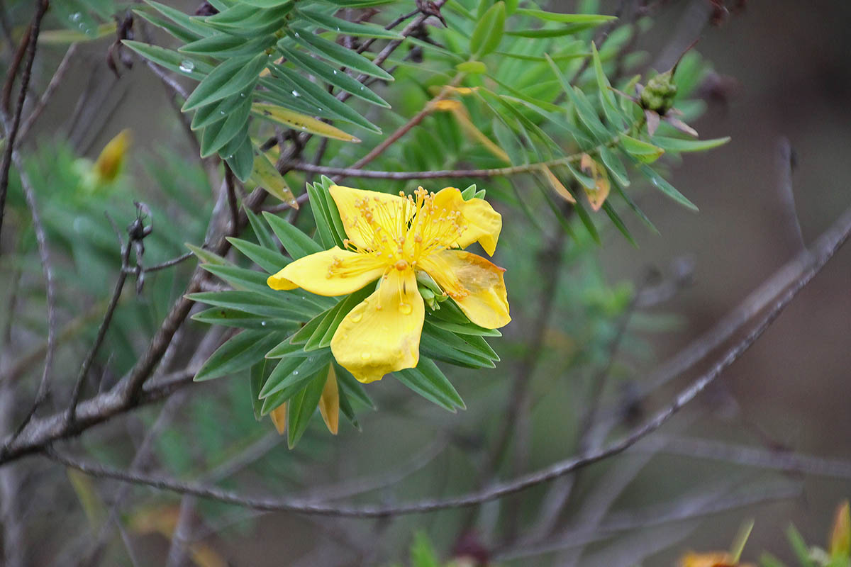 Image of Hypericum mysurense specimen.