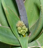 Aloe striata