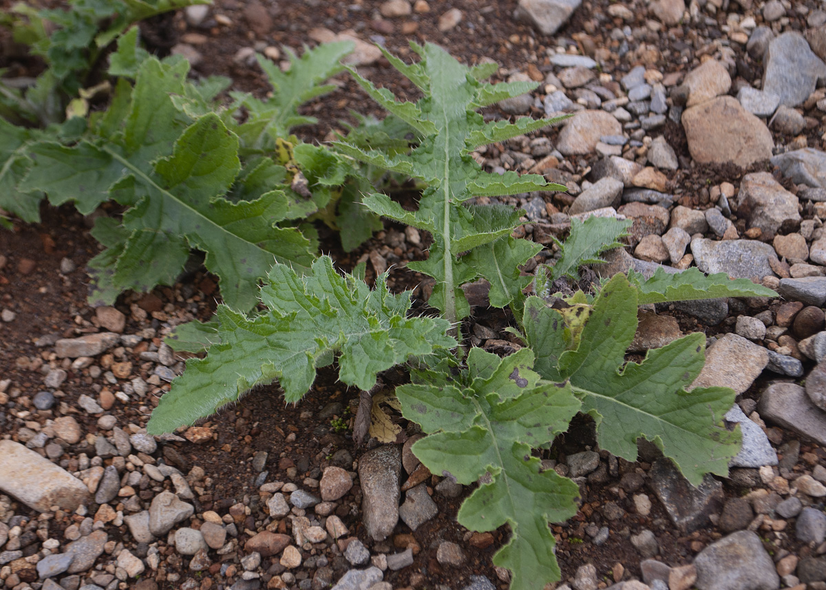 Image of Cirsium kamtschaticum specimen.