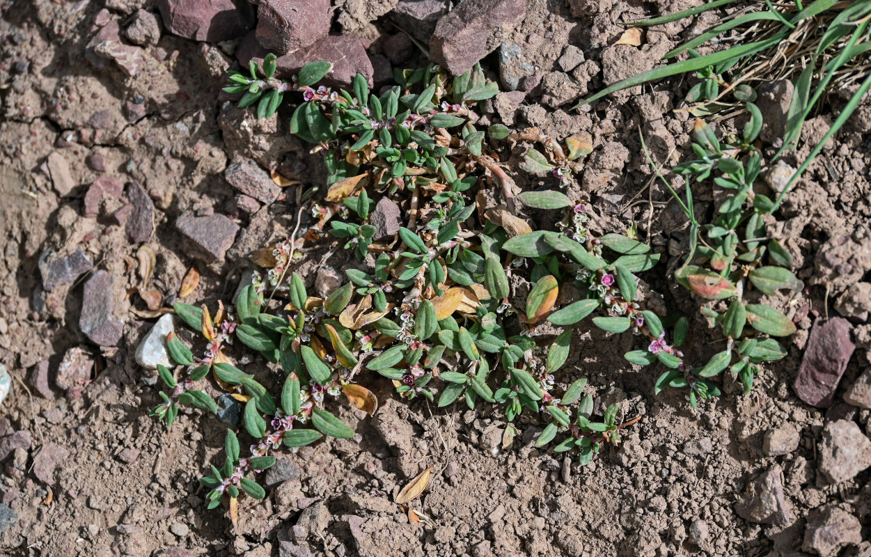 Image of Polygonum cognatum specimen.