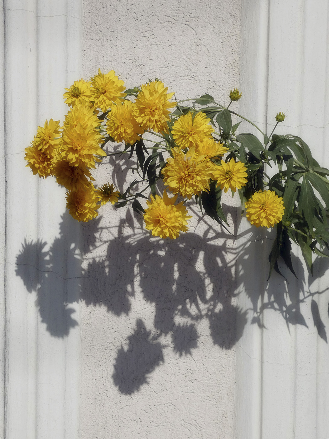 Image of Rudbeckia laciniata var. hortensia specimen.