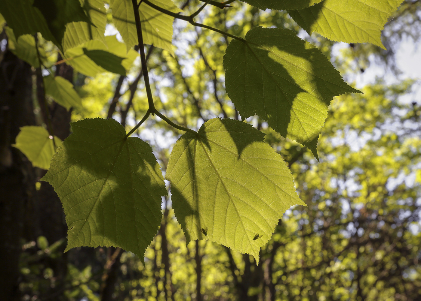 Image of Acer tegmentosum specimen.