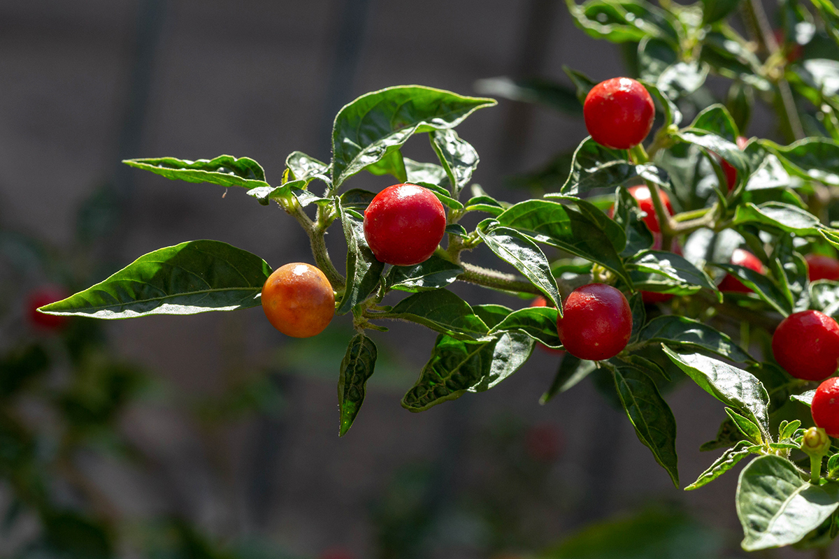 Image of Solanum pseudocapsicum specimen.