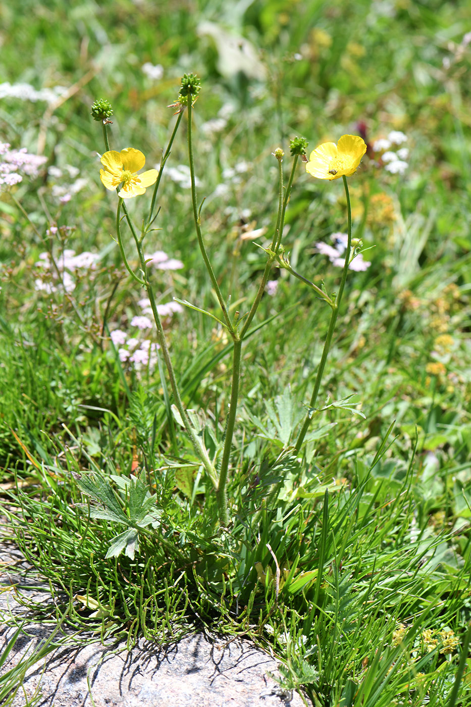 Image of Ranunculus polyanthemos specimen.