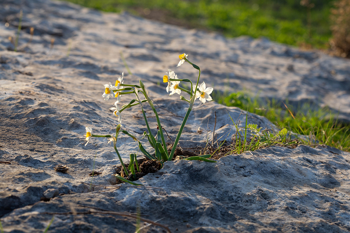 Image of Narcissus tazetta specimen.