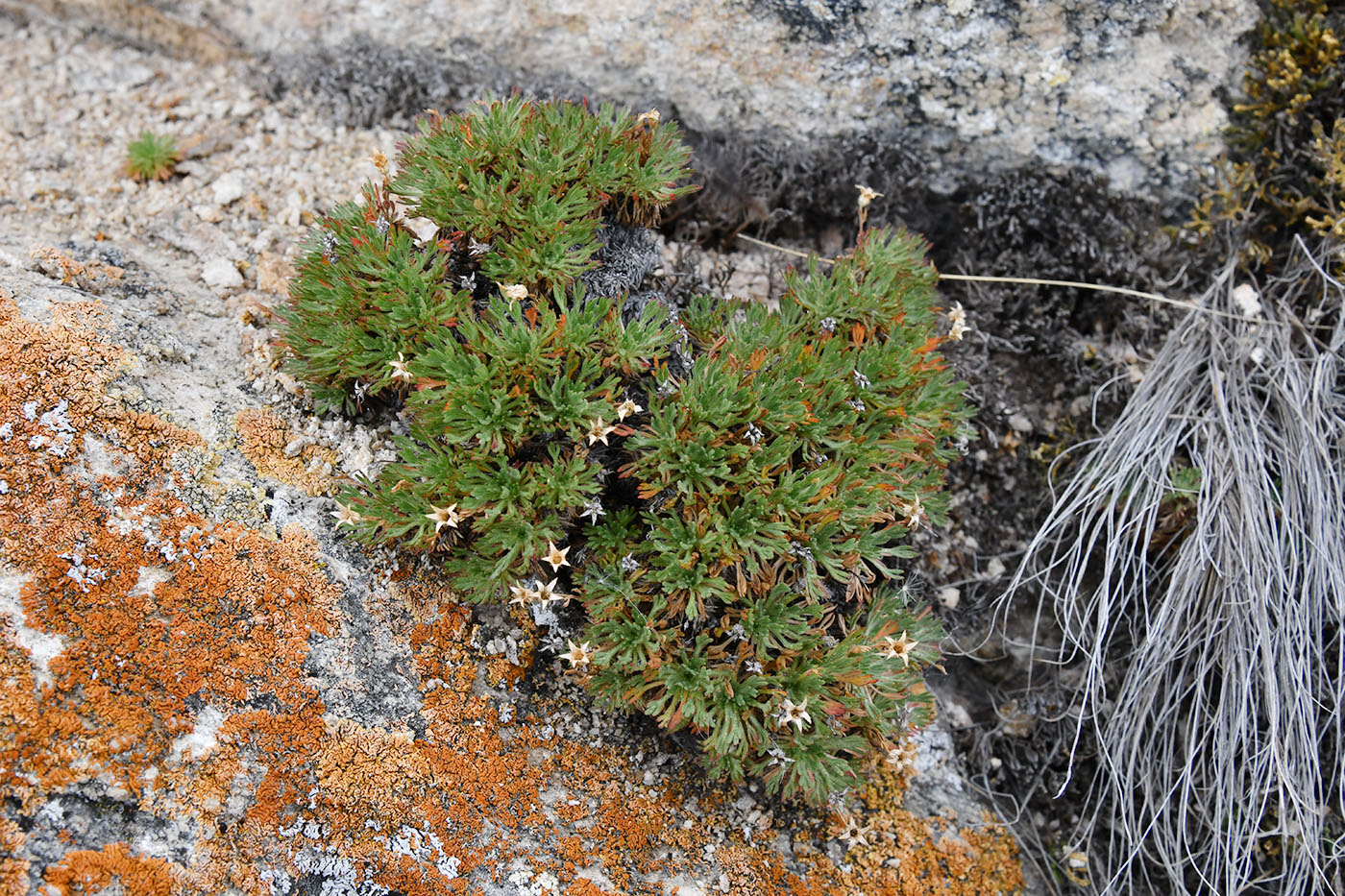 Image of Chamaerhodos altaica specimen.