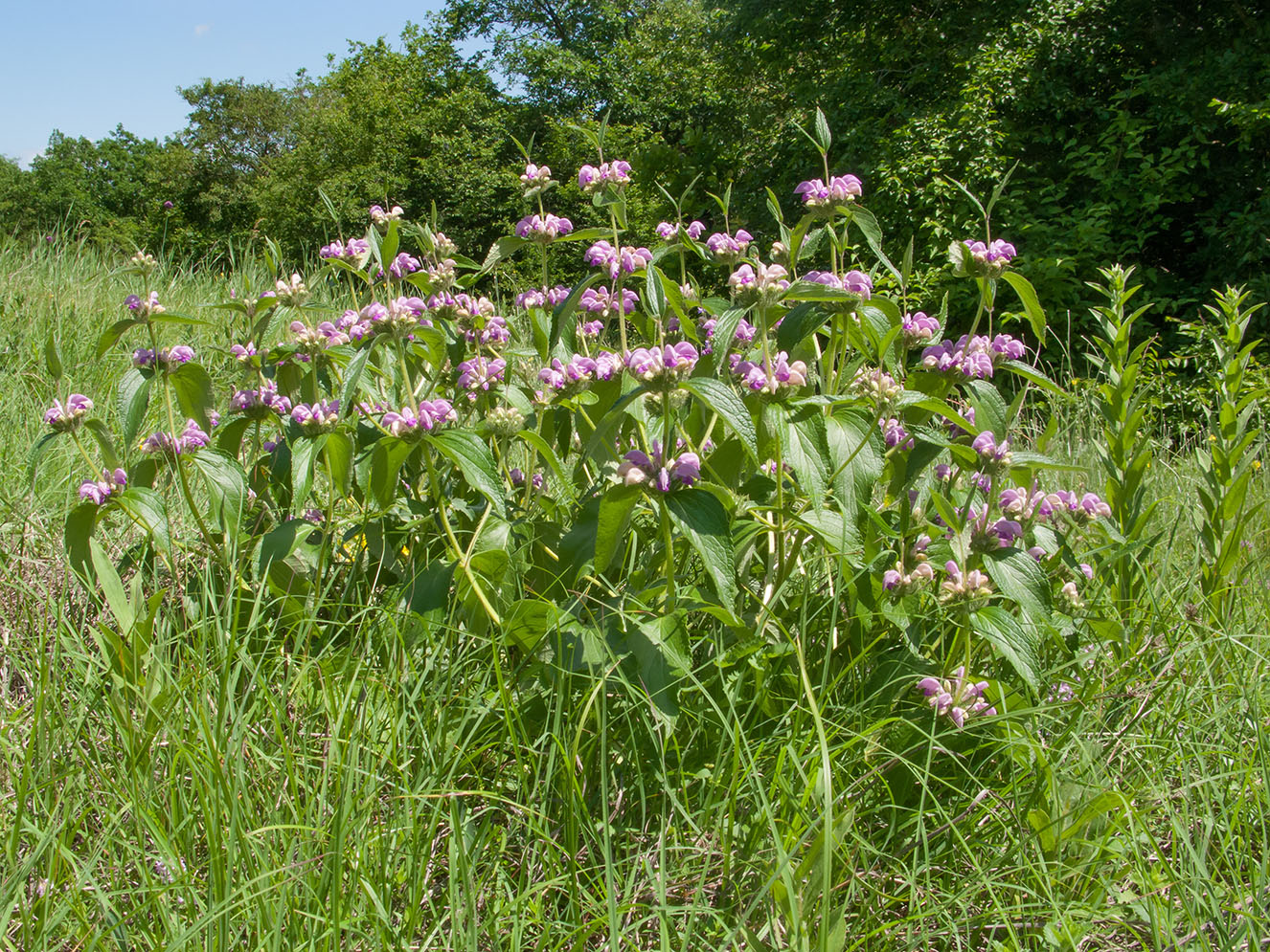 Image of Phlomis taurica specimen.