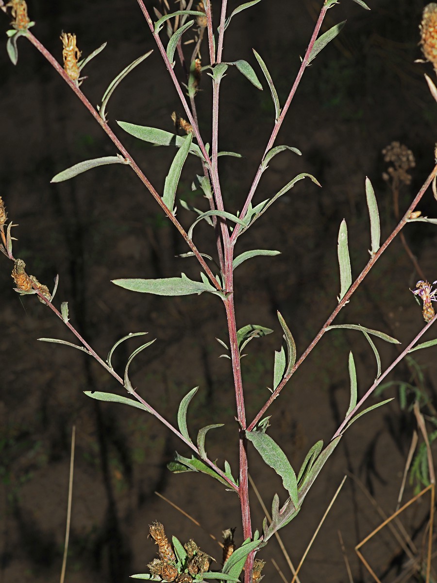 Image of genus Centaurea specimen.