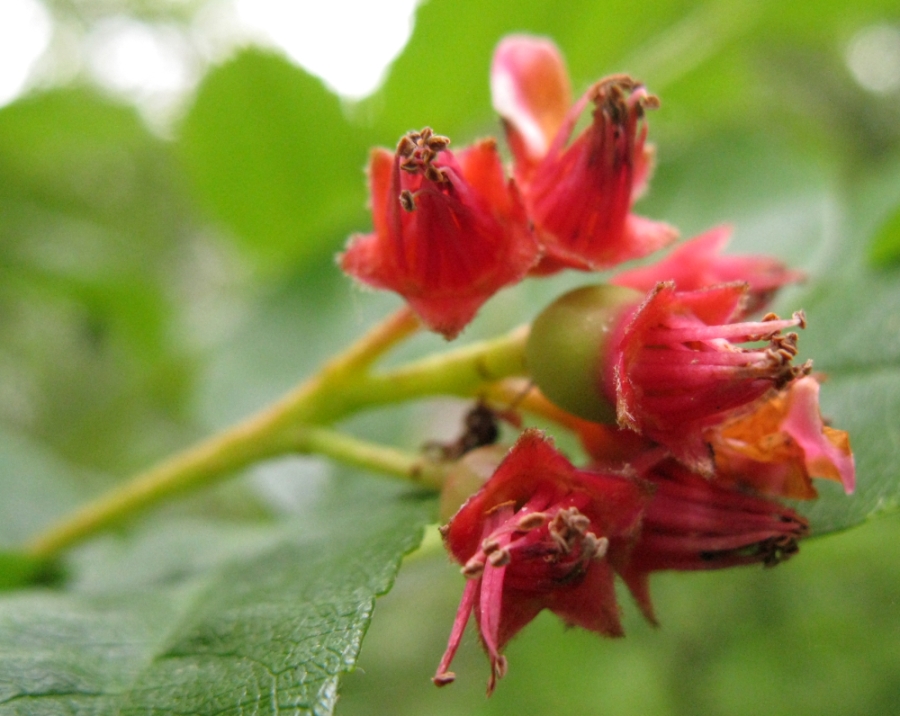 Image of Sorbus sambucifolia specimen.