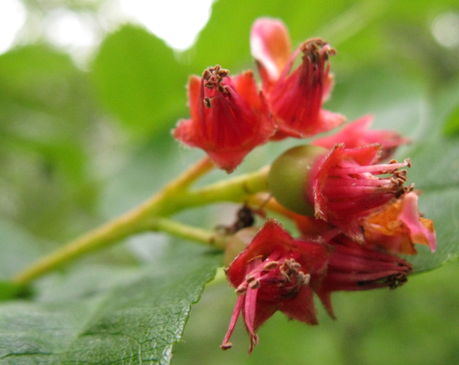 Изображение особи Sorbus sambucifolia.