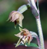 Epipactis microphylla