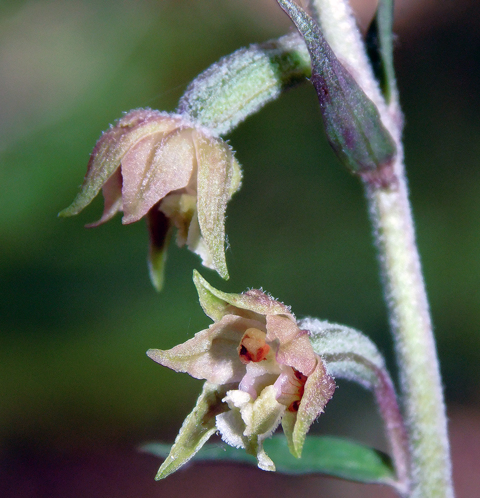 Изображение особи Epipactis microphylla.