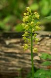 Orchis punctulata