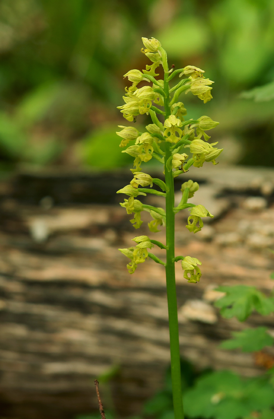 Image of Orchis punctulata specimen.