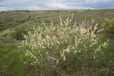 Spiraea hypericifolia