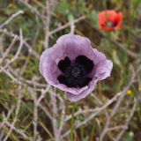 Papaver arenarium