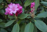 Rhododendron decorum. Верхушки побегов с цветущим и развивающимся соцветиями. Санкт-Петербург, парк Ботанического сада БИН РАН, в культуре. 21.05.2023.