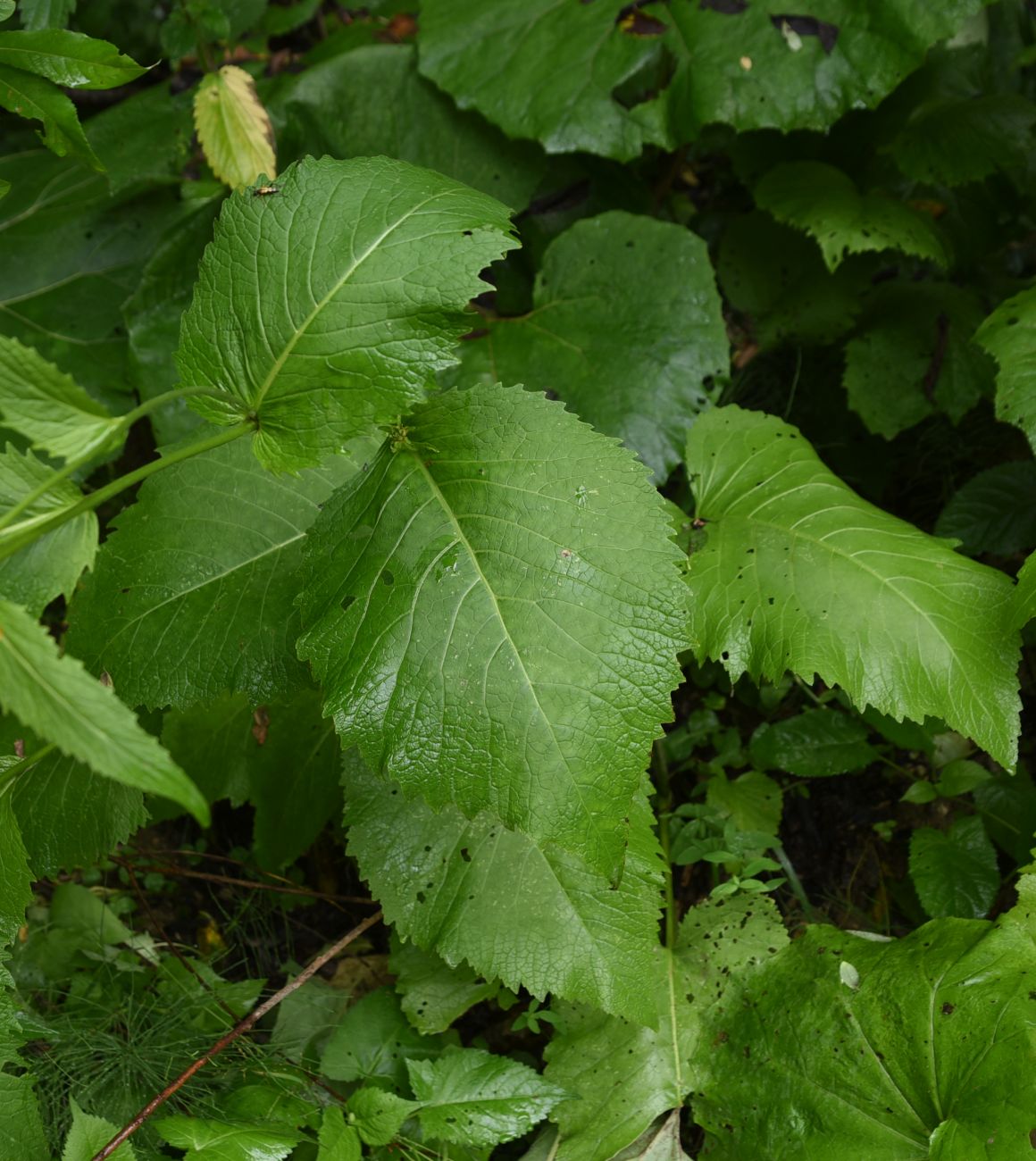Image of Telekia speciosa specimen.
