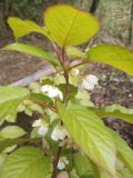 Actinidia kolomikta. Верхушка цветущей веточки. Сургут, Сургутский ботанический сад. 22.06.2023.