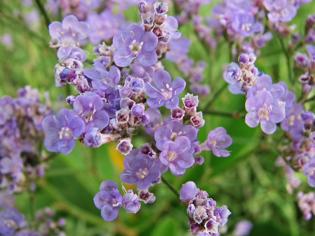 Изображение особи Limonium scoparium.