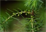 Juniperus communis