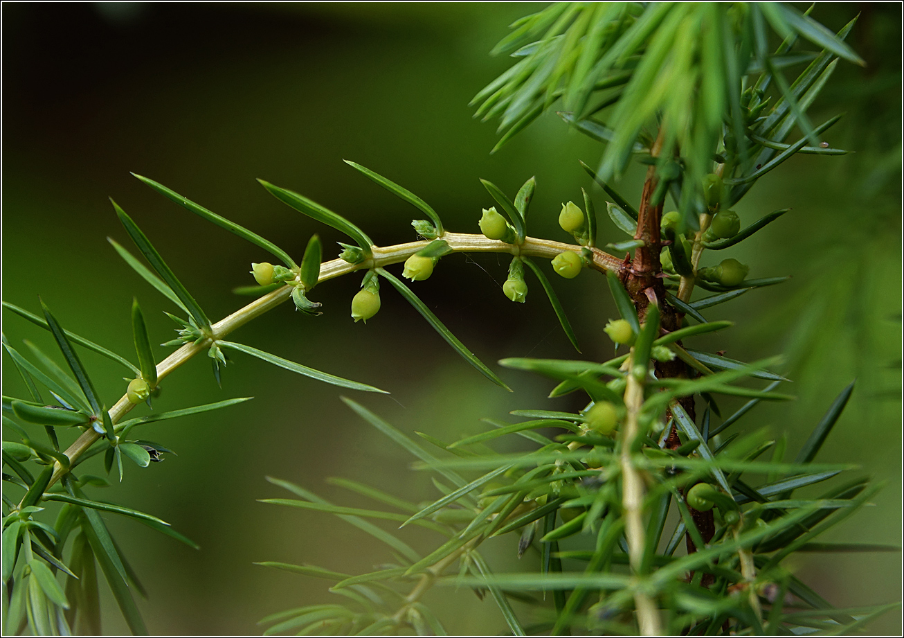 Изображение особи Juniperus communis.