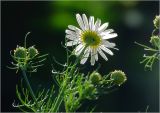 Tripleurospermum inodorum. Верхушка побега с соцветиями (вид со стороны обёрток). Московская обл., Раменский р-н, окр. дер. Хрипань, садовый участок. 10.07.2023.