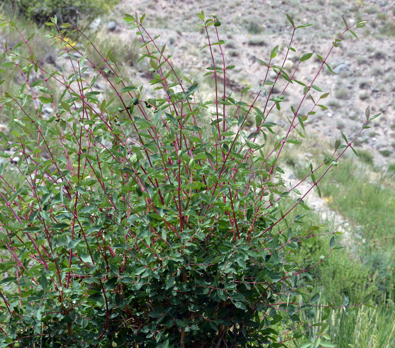 Изображение особи Lonicera stenantha.