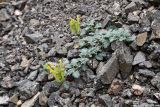 Scutellaria przewalskii