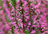 Calluna vulgaris