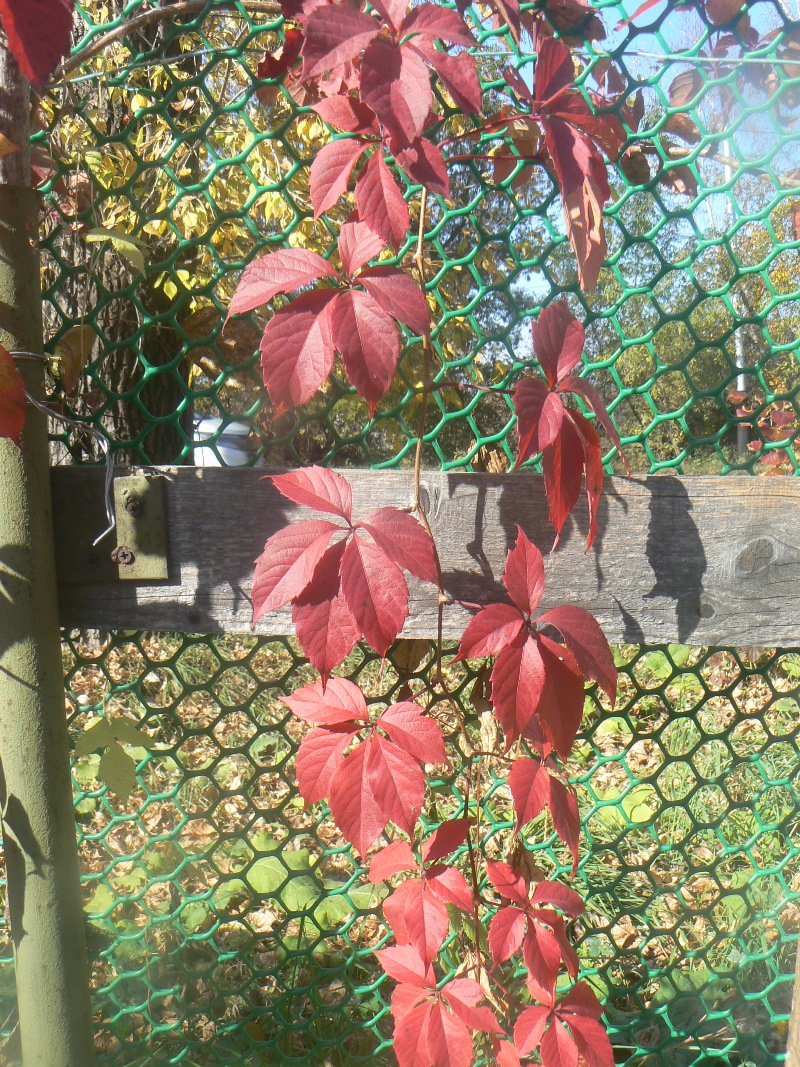 Image of genus Parthenocissus specimen.