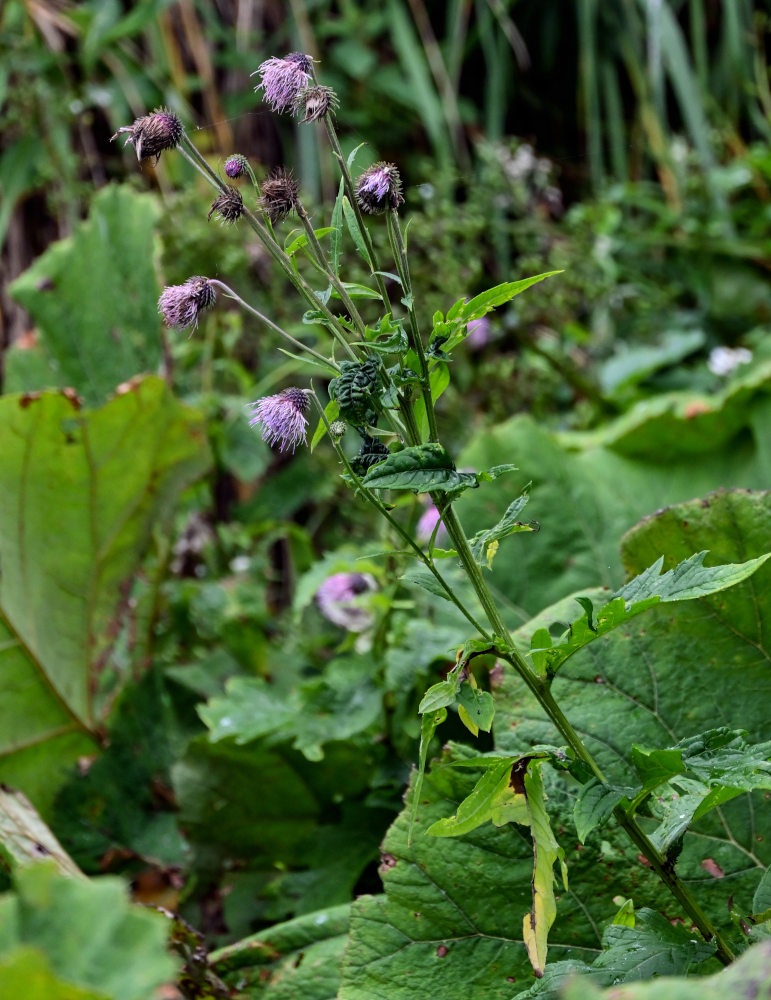 Image of Cirsium kamtschaticum specimen.