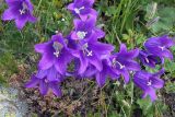 Campanula saxifraga