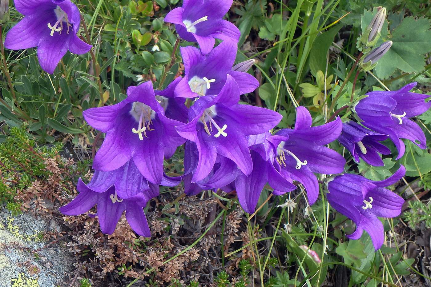 Image of Campanula saxifraga specimen.