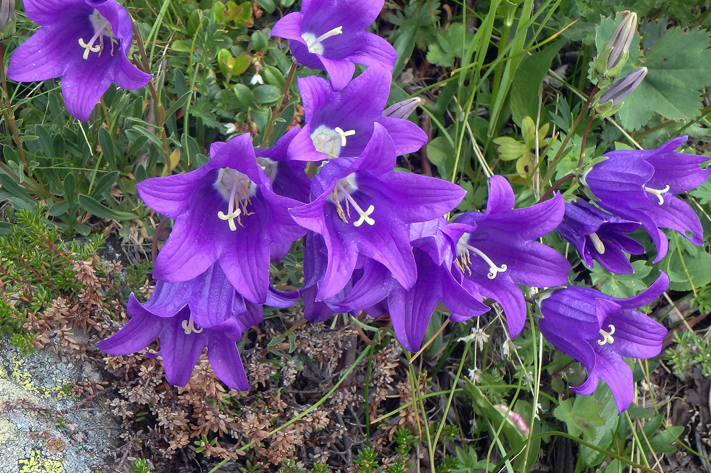 Изображение особи Campanula saxifraga.