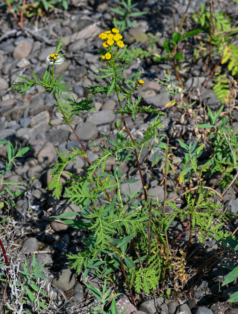 Image of Tanacetum boreale specimen.