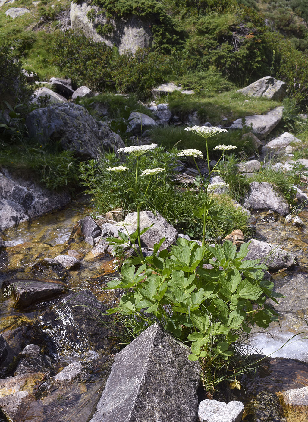 Image of familia Apiaceae specimen.