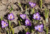 Crocus veluchensis. Цветущие растения. Томская обл., г. Томск, Академгородок, в культуре. 23.04.2023.