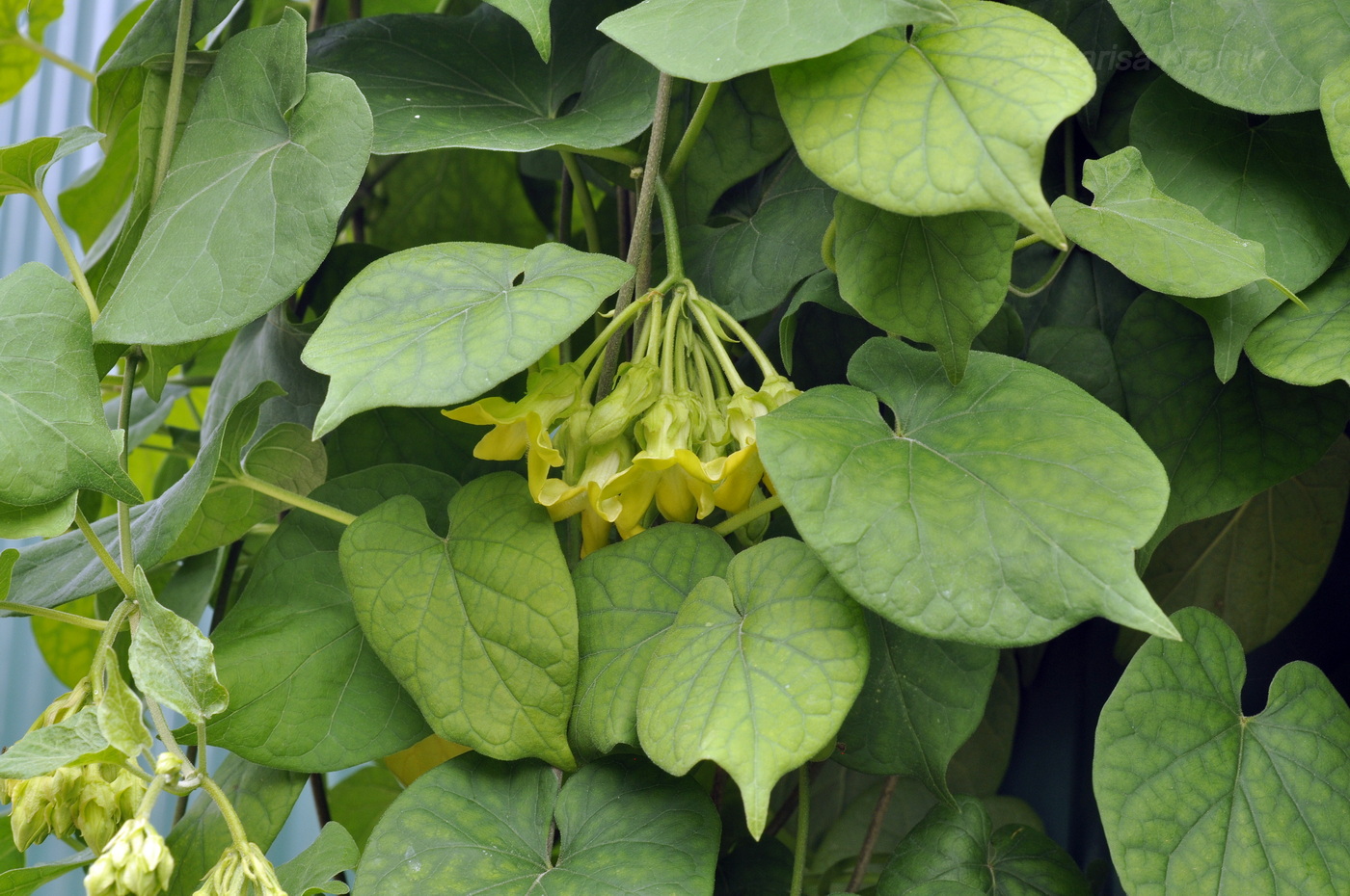 Image of Telosma cordata specimen.