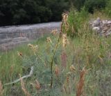 Myricaria bracteata. Верхушка плодоносящего растения. Чечня, Шаройский р-н, левый берег р. Шароаргун в 2 км выше устья р. Кенхи. 11 августа 2023 г.