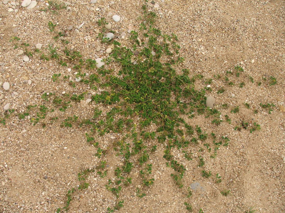Image of Medicago denticulata specimen.
