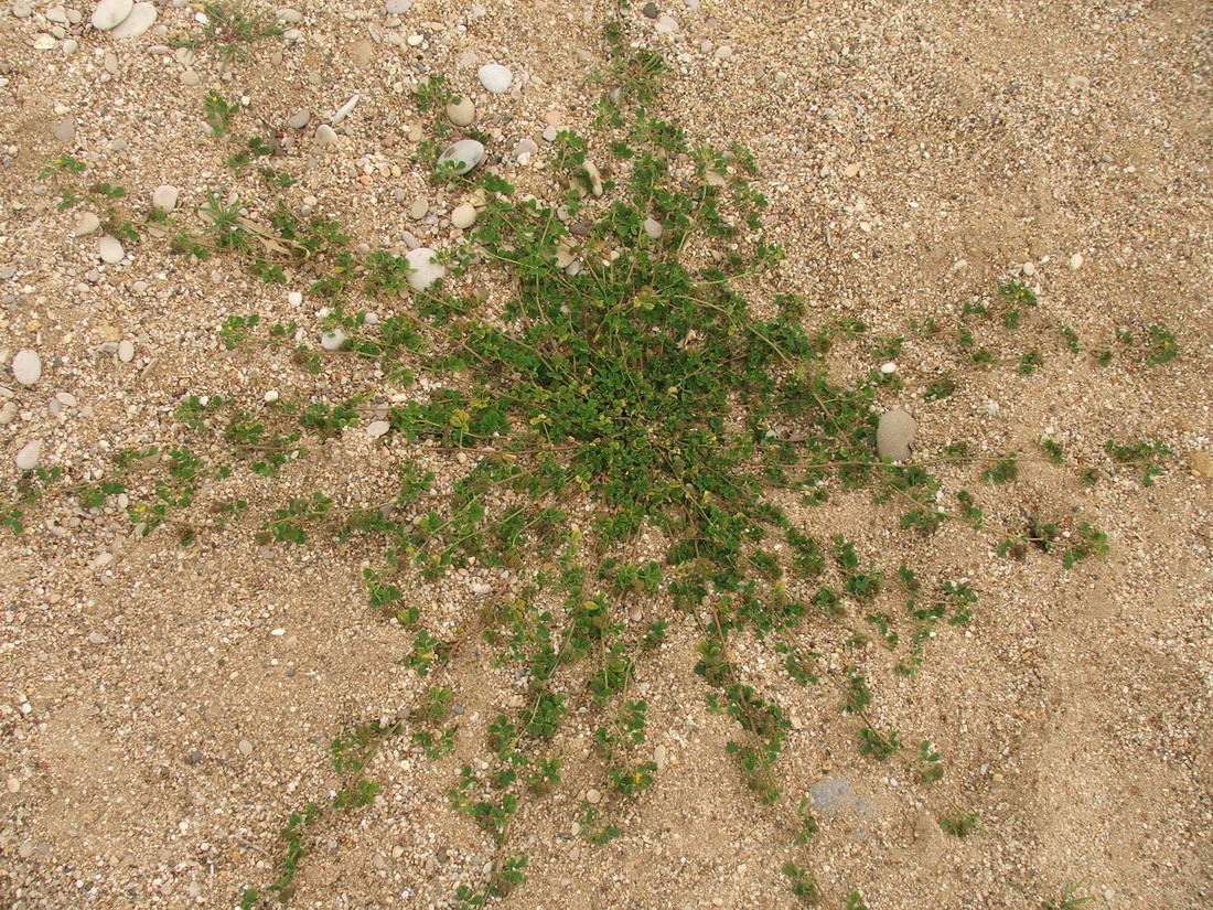 Изображение особи Medicago denticulata.