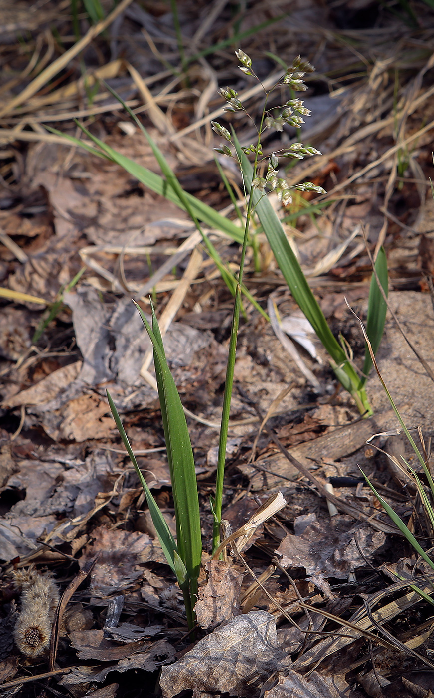 Image of Hierochloe odorata specimen.