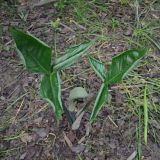 Arisaema ringens