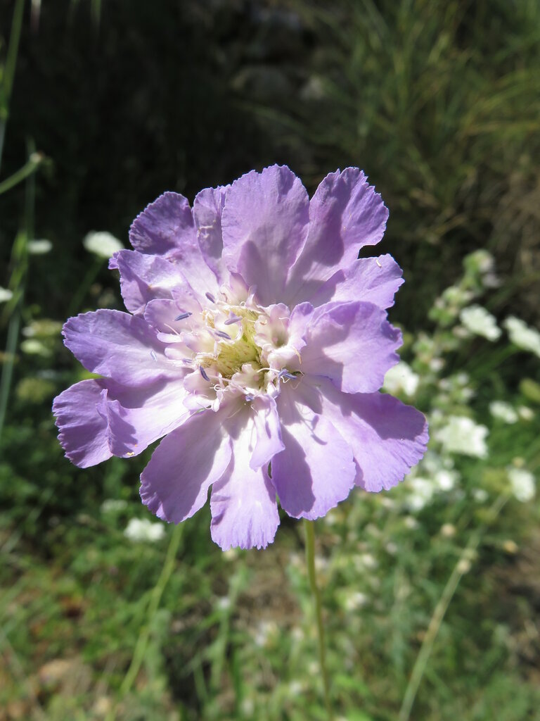 Image of Lomelosia brachiata specimen.