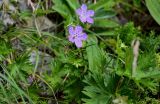 Geranium yesoense. Верхушка цветущего растения. Курильские о-ва, о-в Кунашир, мыс Сукачёва, приморский луг. 22.08.2022.