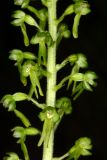 Listera ovata